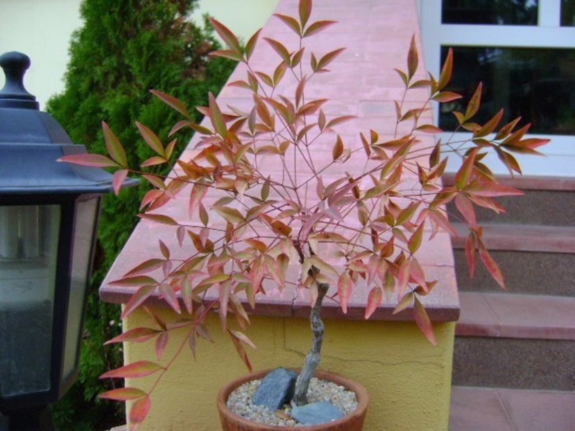 Nandina domestica Nana - Bonsai si prebonsai 2018-2020