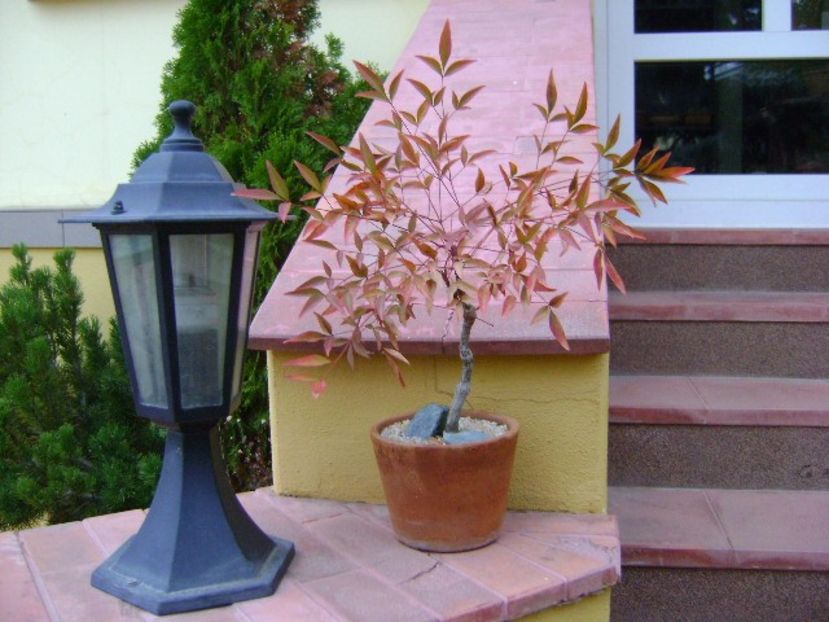Nandina domestica Nana - Bonsai si prebonsai 2018-2020