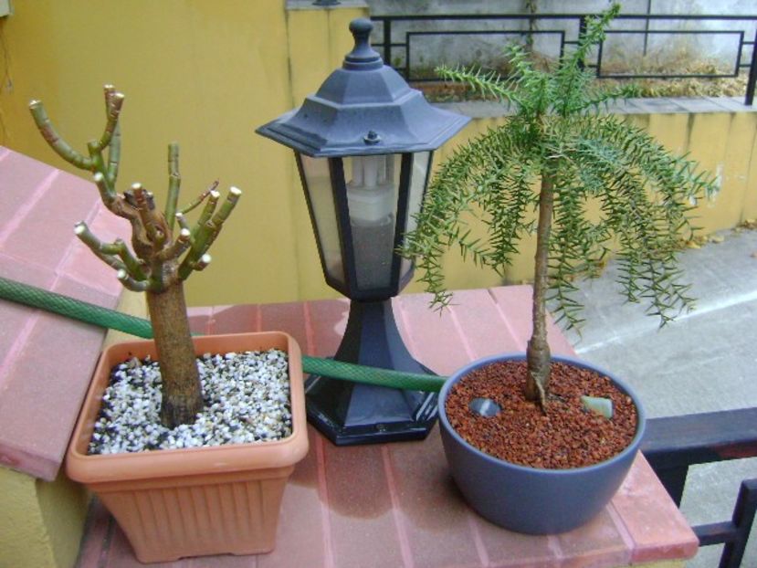Euphorbia umbellata & Araucaria cunninghamii v. glauca - Bonsai si prebonsai 2018-2020