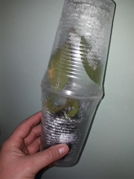 neo ebudica - Provizoriu