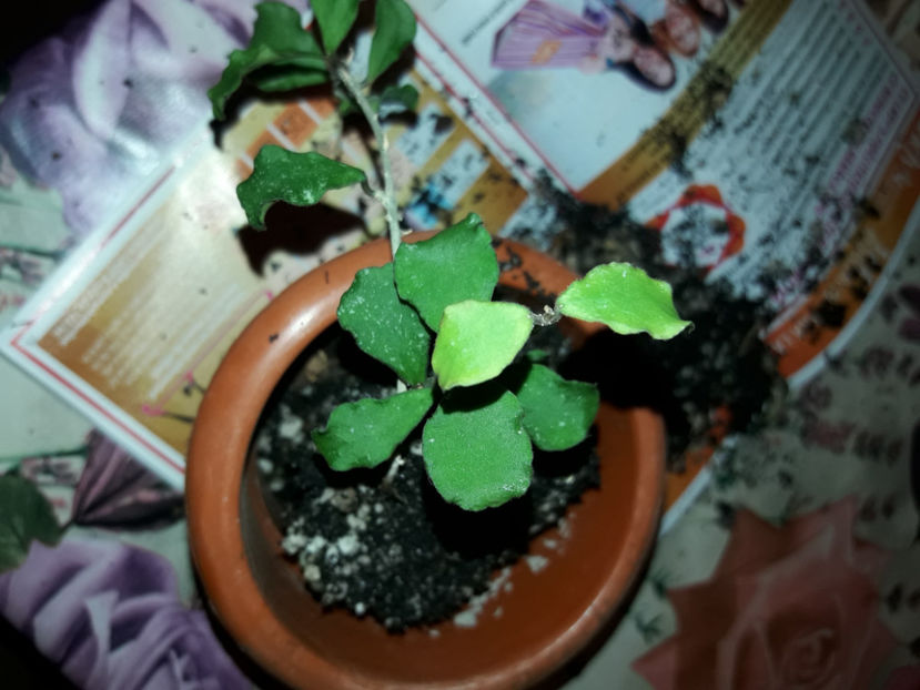 aceasta are într-adevăr rădăcină. - Provizoriu