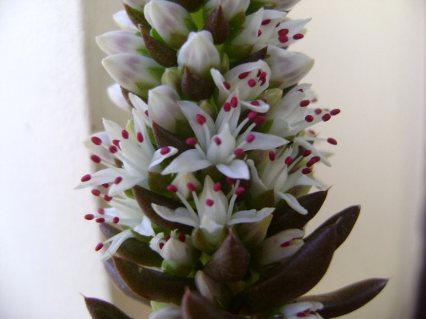 Orostachys erubescens, inflorescenta - Toamna 2018-2019