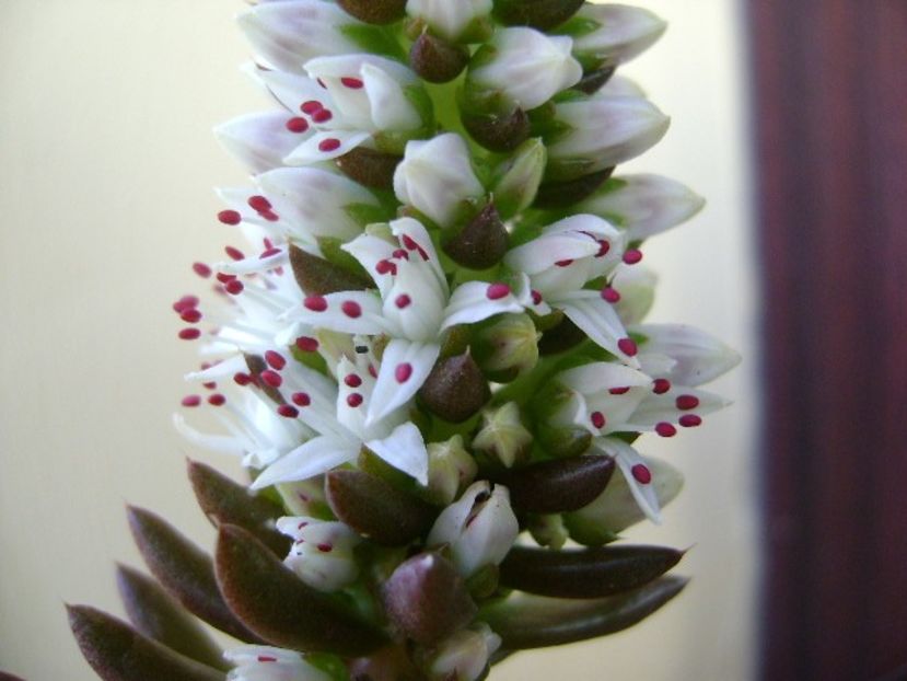 Orostachys erubescens, inflorescenta - Toamna 2018-2019