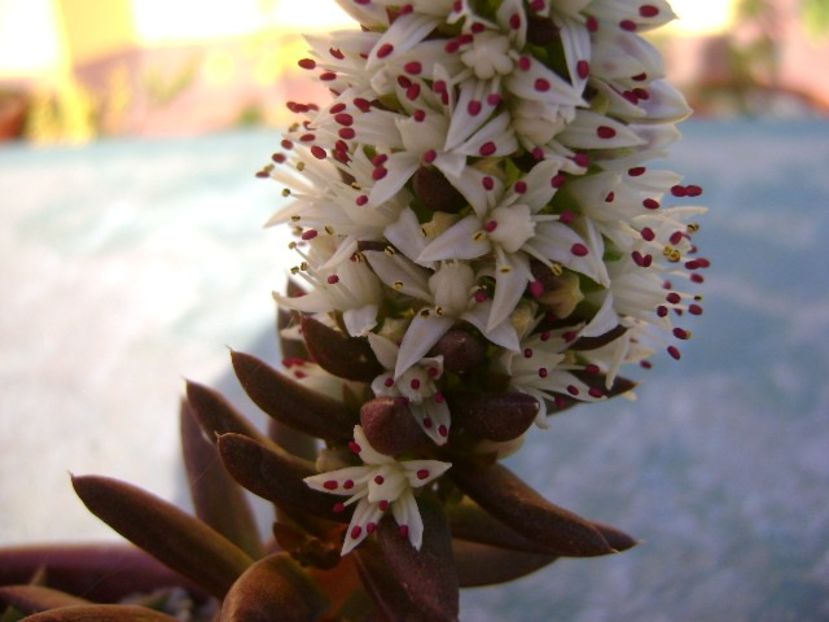 Orostachys erubescens, inflorescenta - Toamna 2018-2019