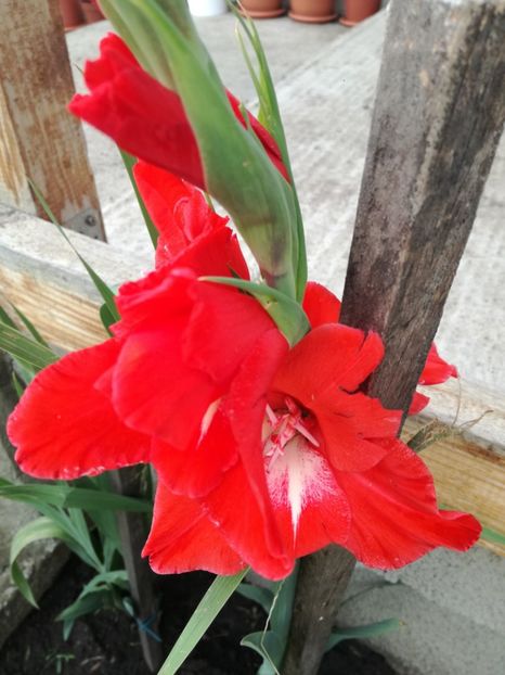  - Gladiola