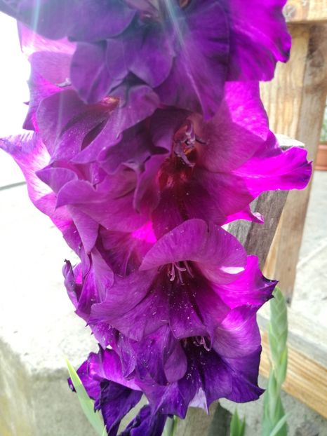  - Gladiola