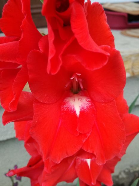  - Gladiola