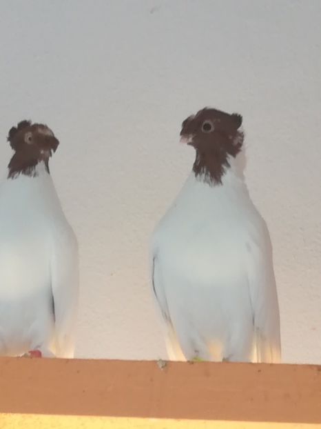 Jucători de Botoșani - Păsări de ornament
