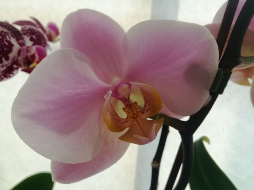  - Phalaenopsis