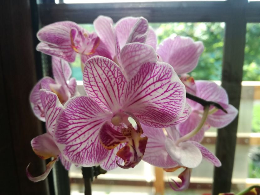  - Phalaenopsis