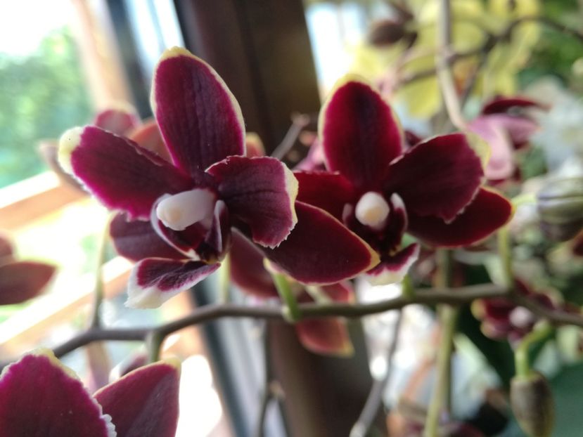  - Phalaenopsis
