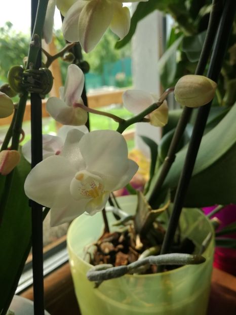  - Phalaenopsis