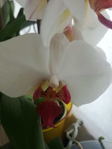  - Phalaenopsis