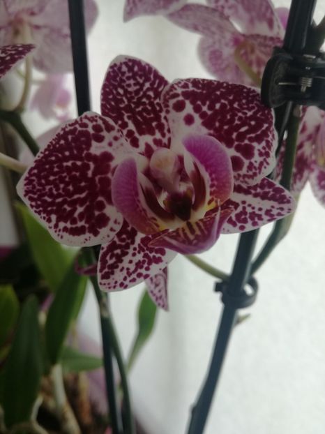  - Phalaenopsis