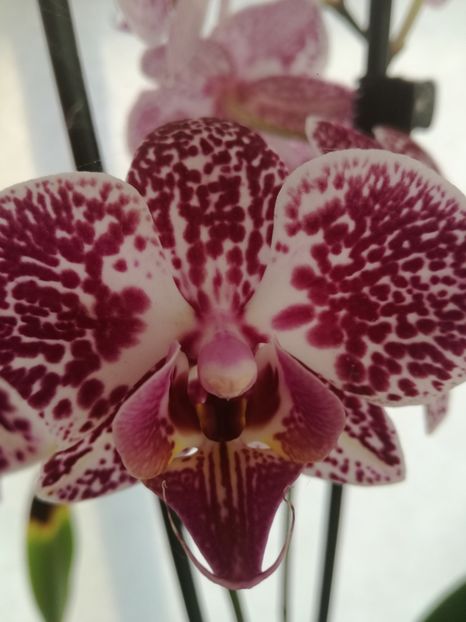  - Phalaenopsis