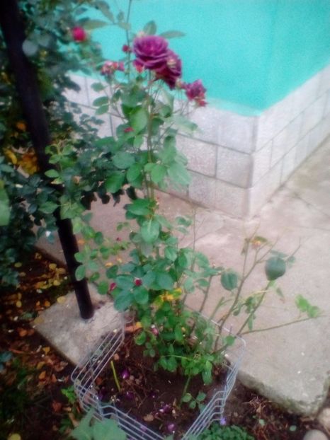 01 11 2018 - Ebb Tide