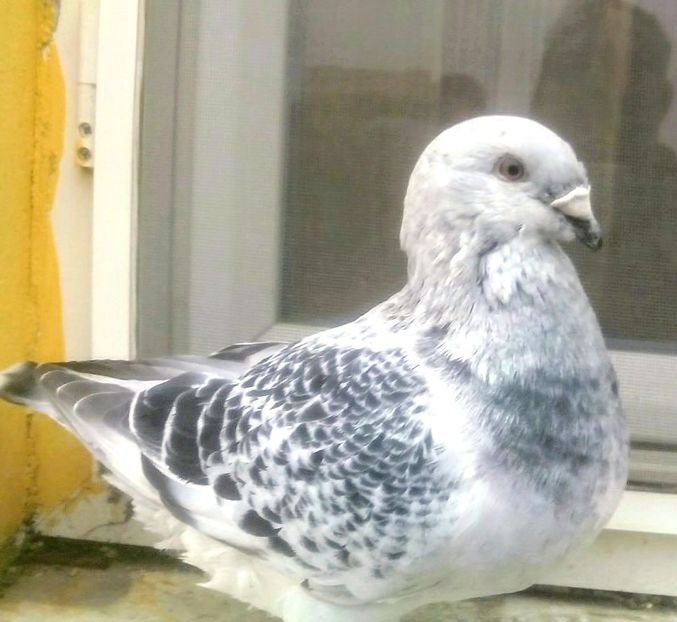  - - A - CRESCATOR POLIVALENT