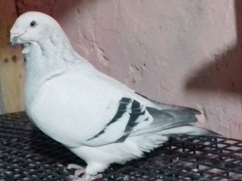 Goro 2016 VANDUT - VOIAJOR ROMANESC DE FRUMUSETE MASCULI