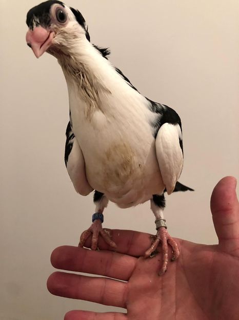 48E1C7D2-2FA3-4B21-9D75-1E0CDDC5B43D - Pui 2018