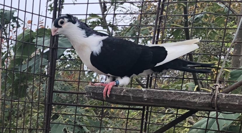 6DCBB23C-664B-4B31-A903-2FB0E9835396 - Pui 2018