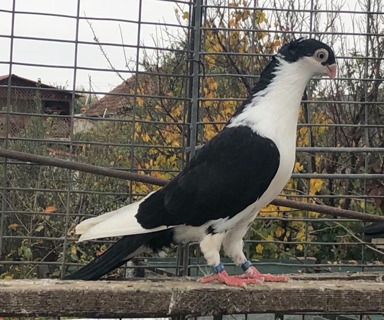 706D950B-D6F1-49D2-B782-3F1F311F237B - Pui 2018