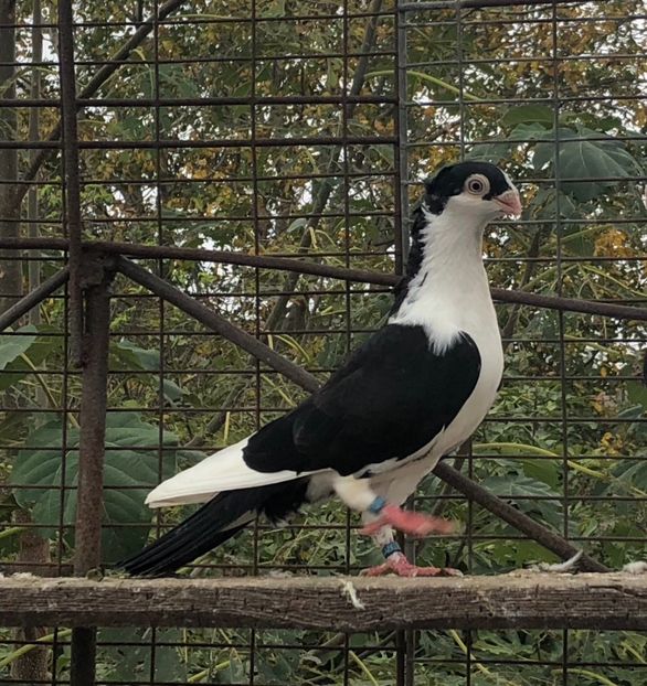 F19C0F88-72DE-4077-8D65-D5A45B885AC9 - Pui 2018