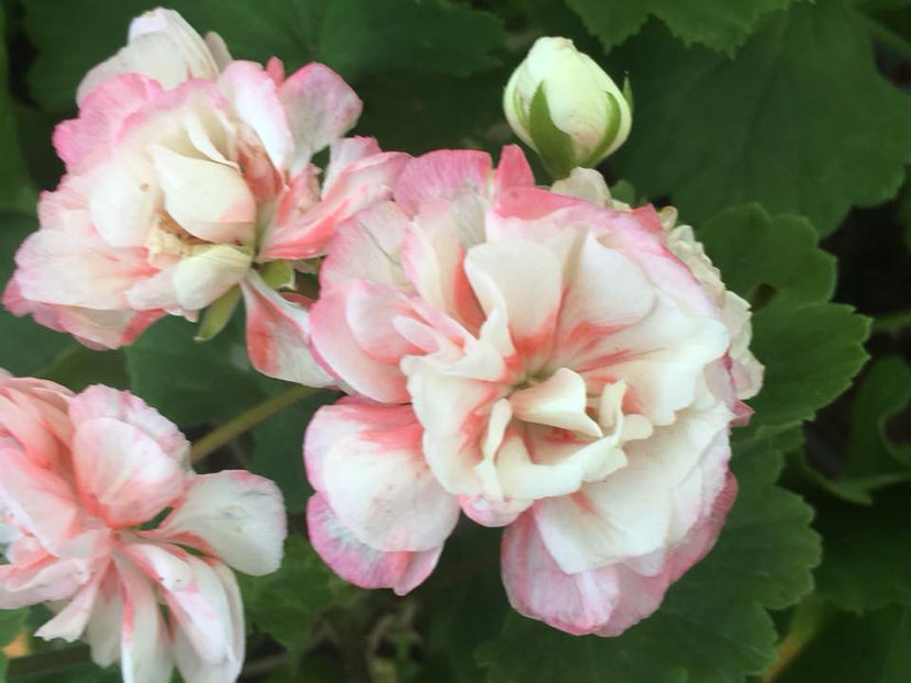  - Fischers Appleblossom