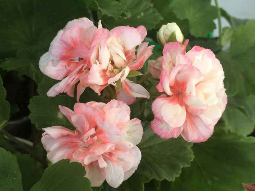  - Fischers Appleblossom