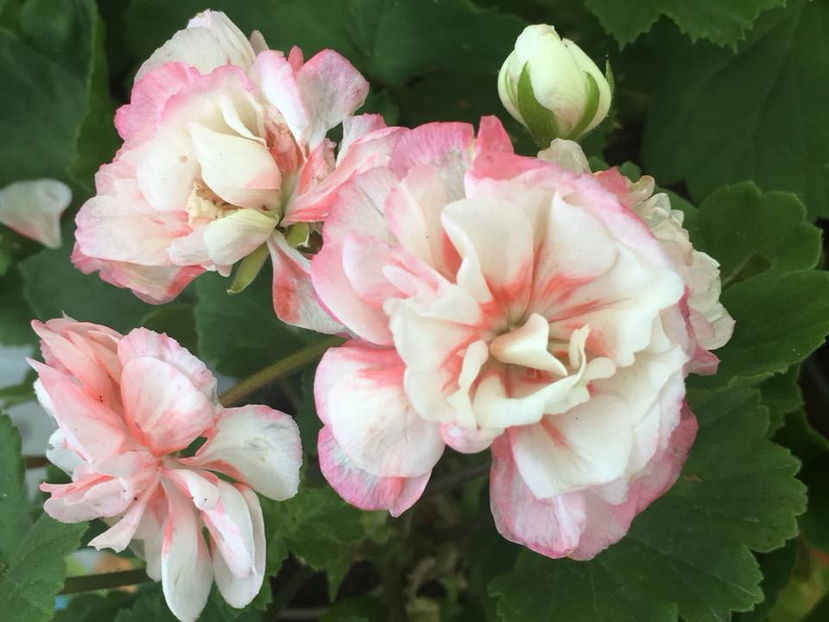  - Fischers Appleblossom