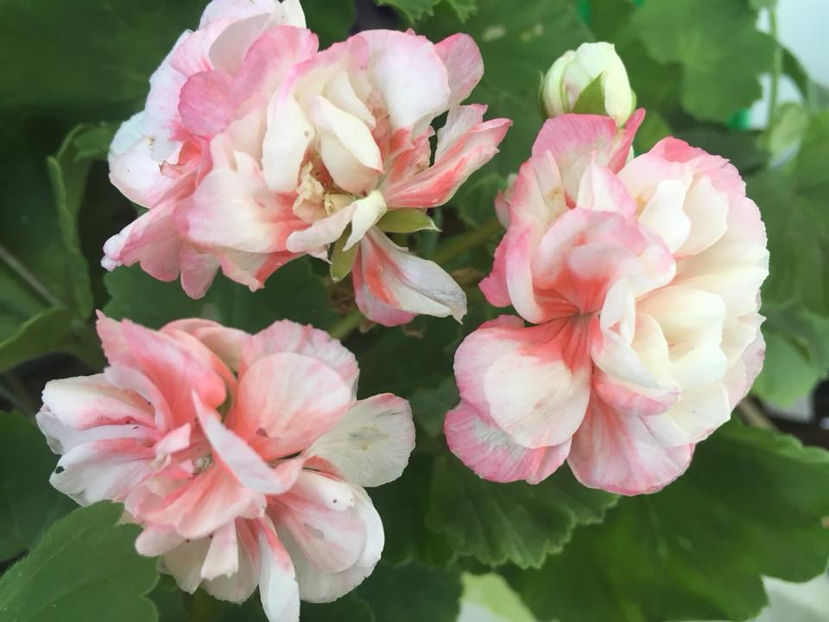  - Fischers Appleblossom