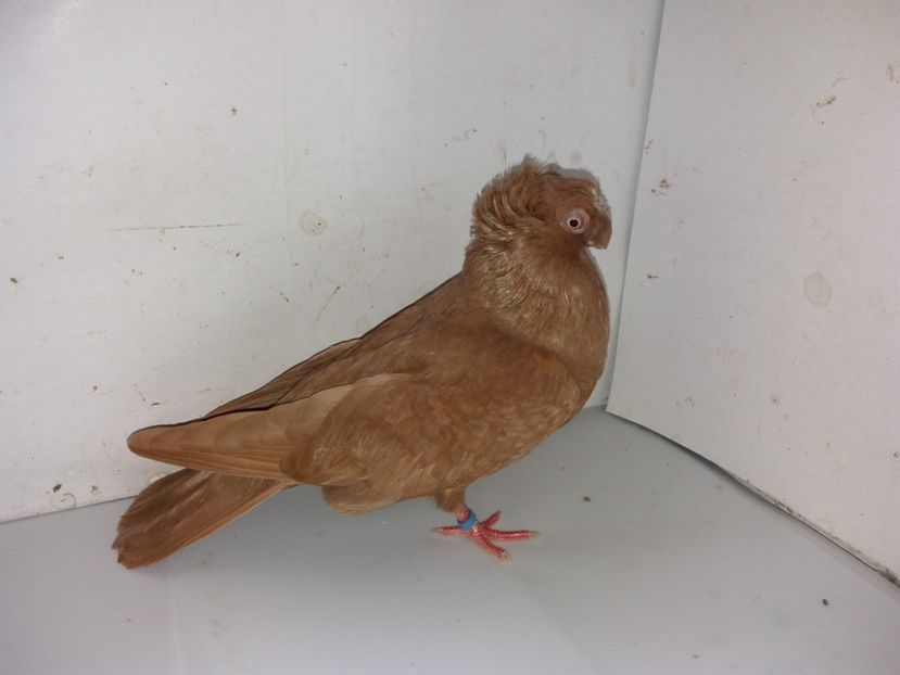 7116  femelă  2018_1 - pui 2018 BM