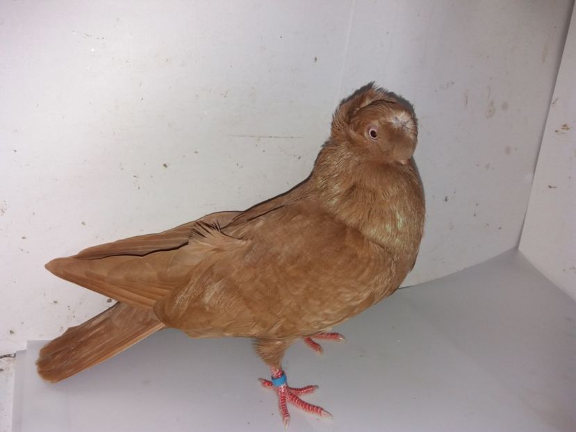 7116  femelă  2018_3 - pui 2018 BM