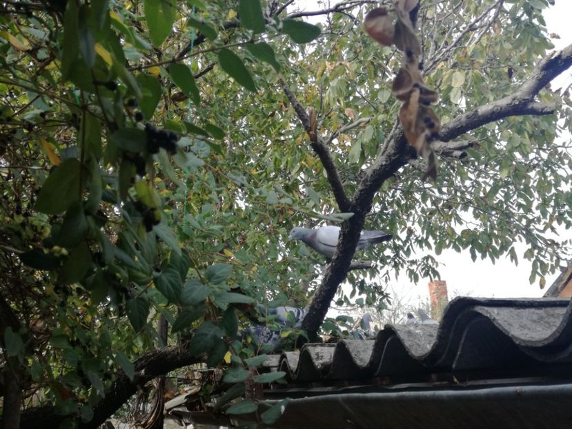  - 2018-Relaxarea de toamna