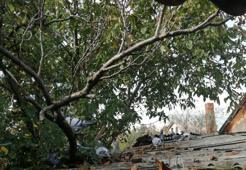  - 2018-Relaxarea de toamna