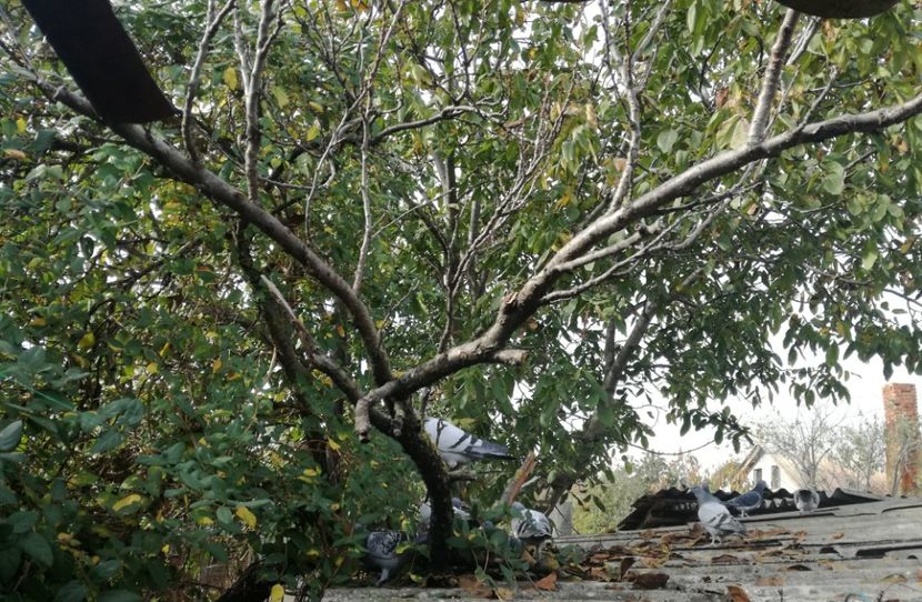  - 2018-Relaxarea de toamna