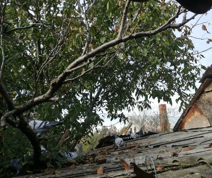  - 2018-Relaxarea de toamna