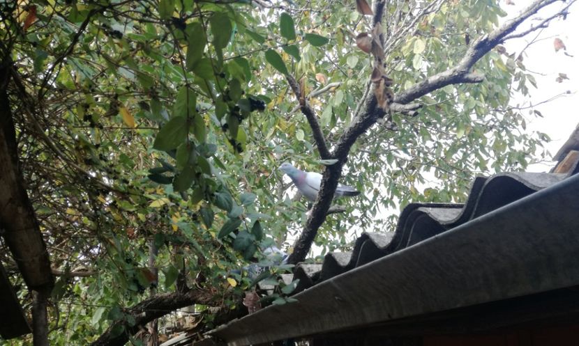  - 2018-Relaxarea de toamna