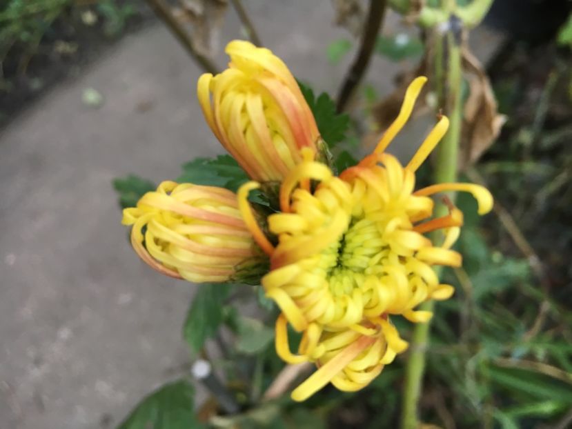 799690AB-08FF- - Crizanteme 2018