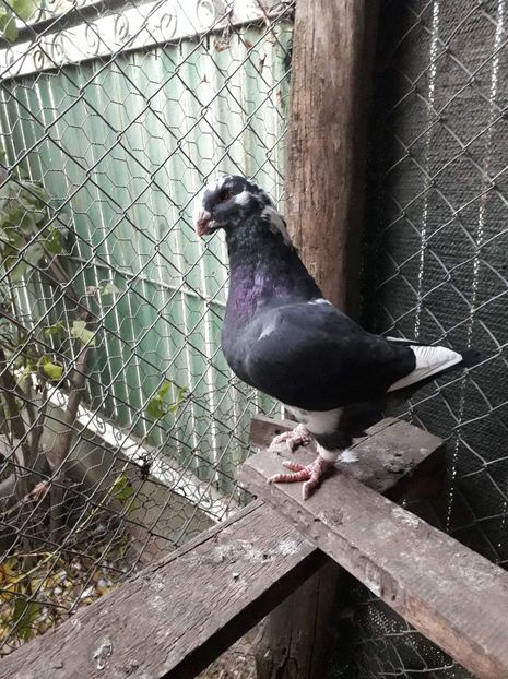 Mas 2018 - Perechi AGH 2019