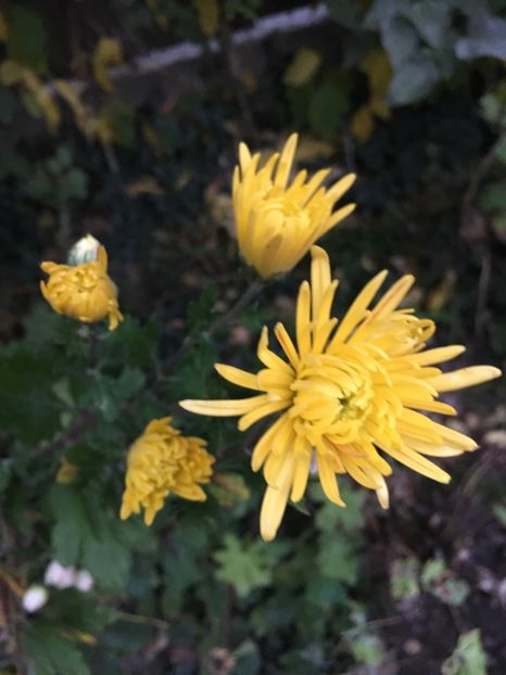 504D9A7D-0C5B-450C-BCCD-6AB9286A21AC - Crizanteme 2018