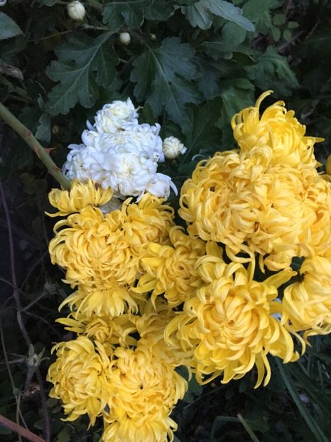 5216ED63-3504-4F3B-9113-AD1B2DBA2F38 - Crizanteme 2018