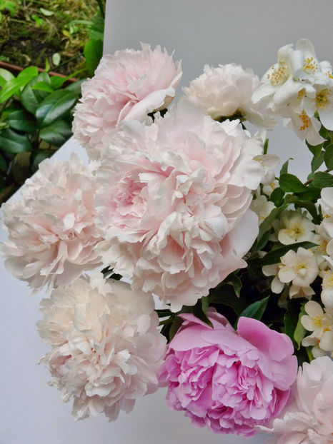 © - 01 - Floristica