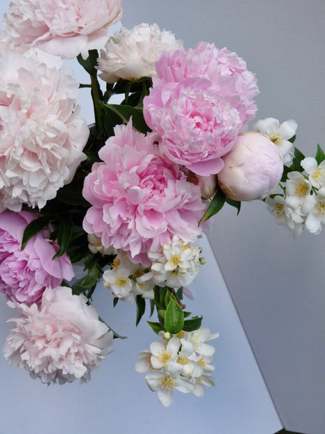 © - 01 - Floristica