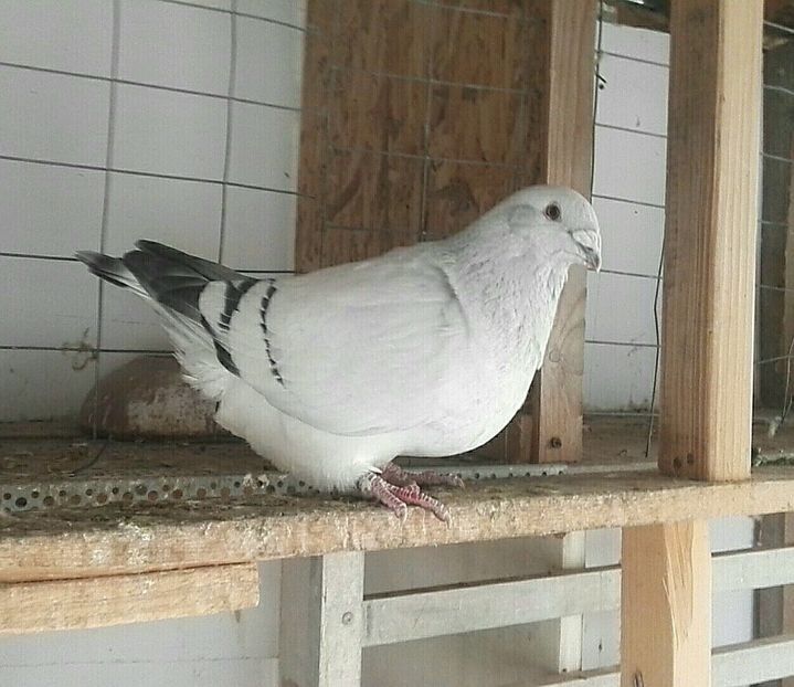 Disponibila 2016 - De Vanzare