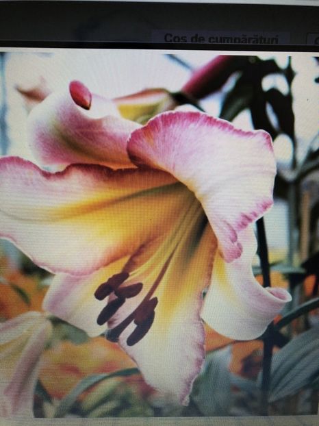 Crin Beijing Moon - achizitii 2018