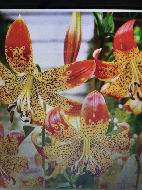 Crin Fusion - achizitii 2018