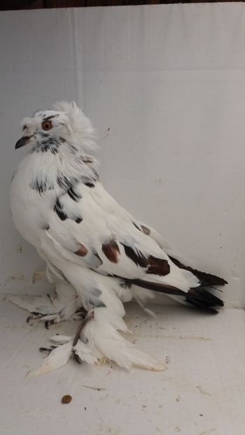 M 2018 - Por tapalagosi