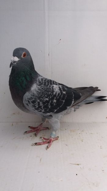 F 2016 vanduta - De! voiajori vanduti