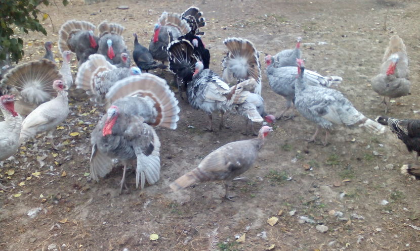  - Curcani de vanzare