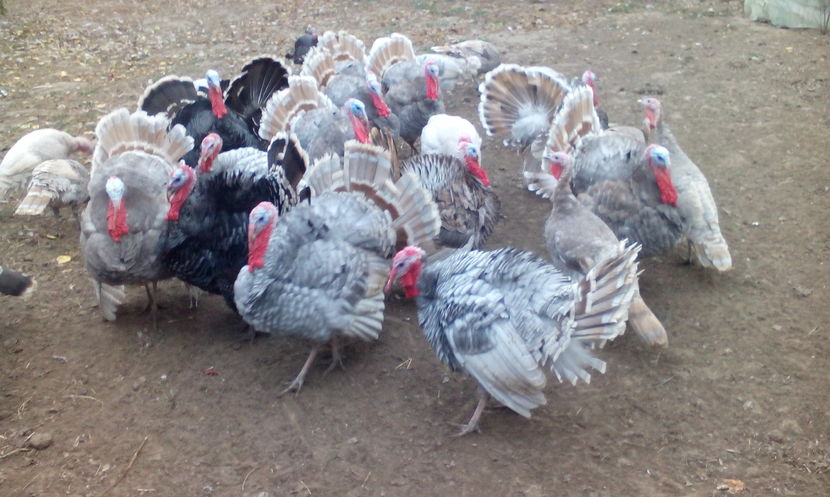  - Curcani de vanzare